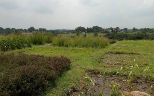 Growing medicinal plants at reclaimed land in Muraidih OCP, BCCL