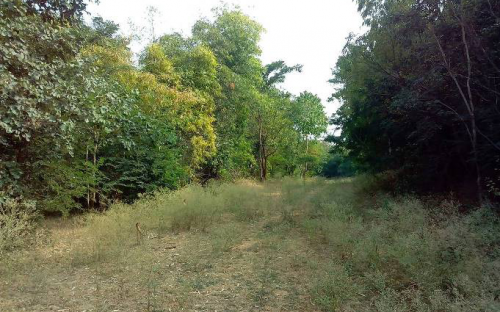 Reclaimed OB dump site in Kanchan OCP, SECL