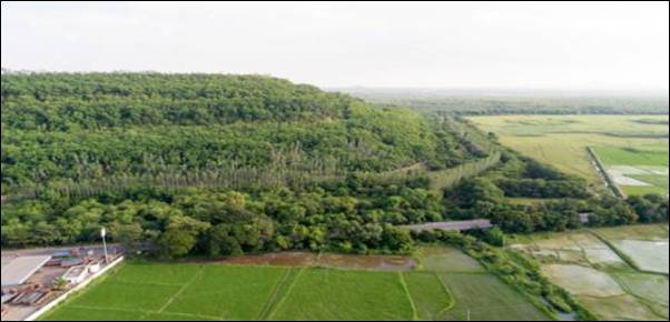 Green cover on reclaimed OB dump of JVR OC-II of SCCL